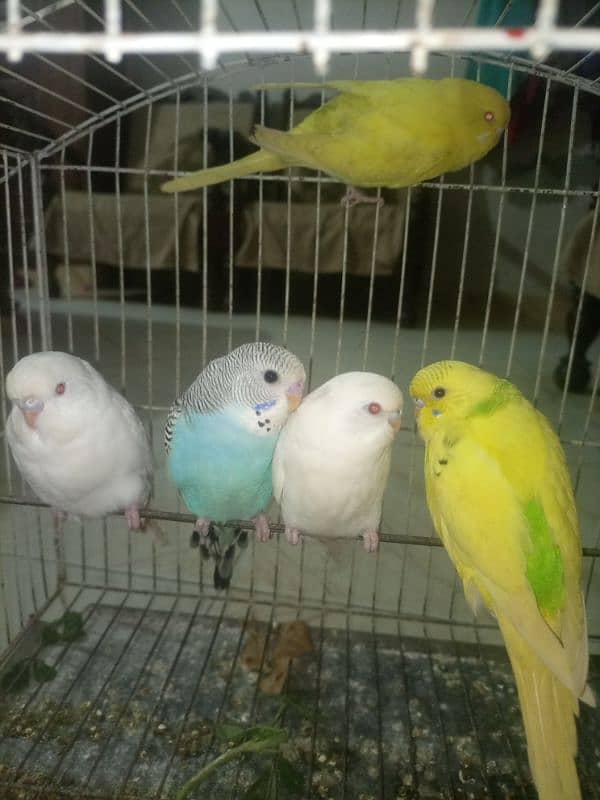 Budgies mix mutation for sale 4