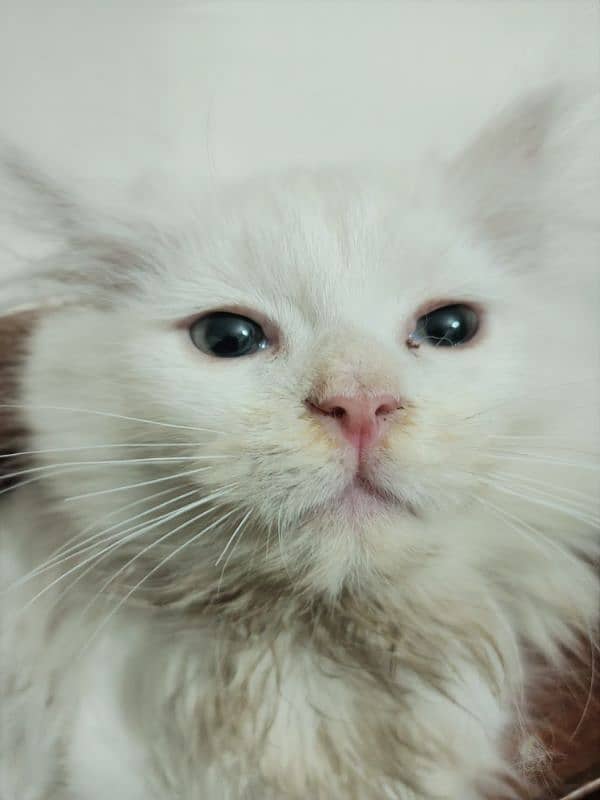 kitten male white persion 0