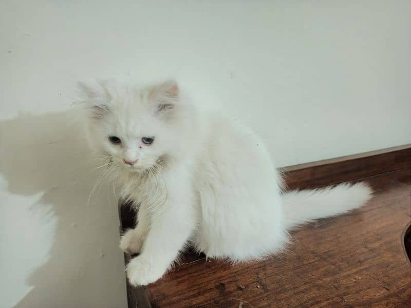 kitten male white persion 1