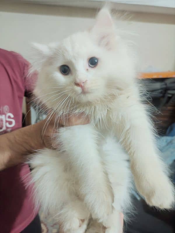 kitten male white persion 3