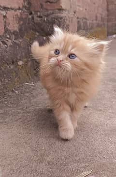 pure Persian kitten