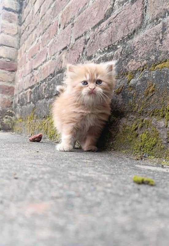 pure Persian kitten 1