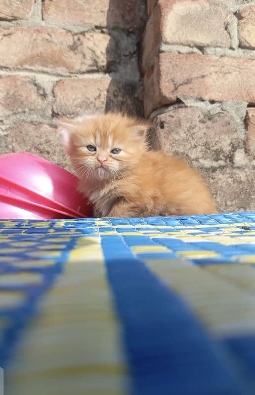 pure Persian kitten 2