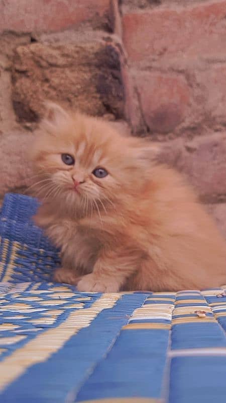 pure Persian kitten 4