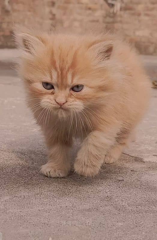 pure Persian kitten 7