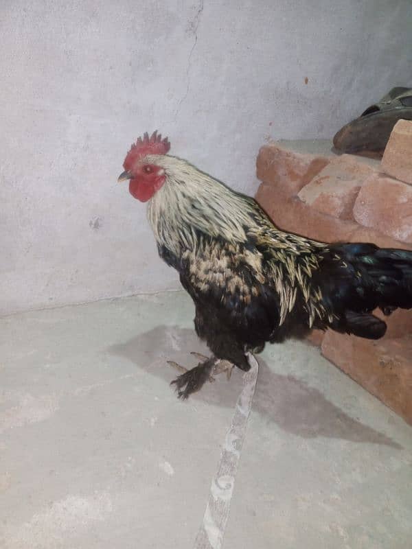 Fancy hen And Aseel murga 2