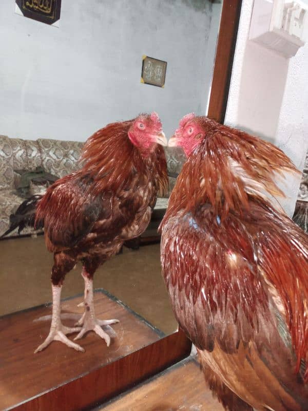 Fancy hen And Aseel murga 8