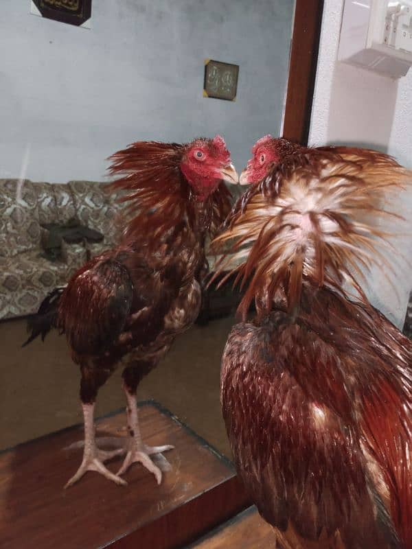 Fancy hen And Aseel murga 9