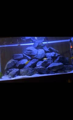 Fish Aquarium Fish Tank Fully Equiped Heavily loaded