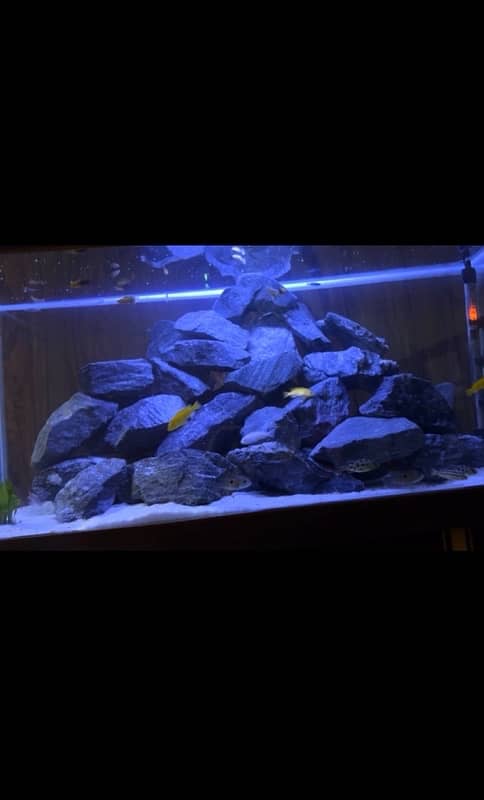 Fish Aquarium Fish Tank Fully Equiped Heavily loaded 0