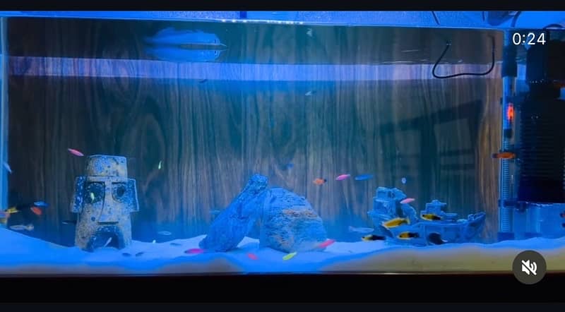 Fish Aquarium Fish Tank Fully Equiped Heavily loaded 2