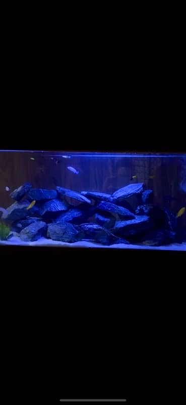 Fish Aquarium Fish Tank Fully Equiped Heavily loaded 4