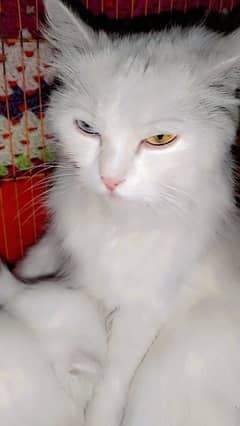 Persian doll face odd eyes cat with 1 kitten for sale