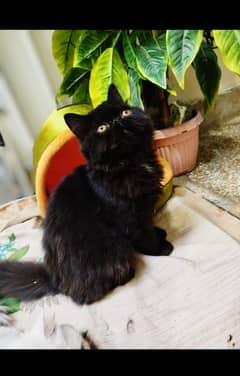 Peke faced, persian male kitten, black colored with white beard. .