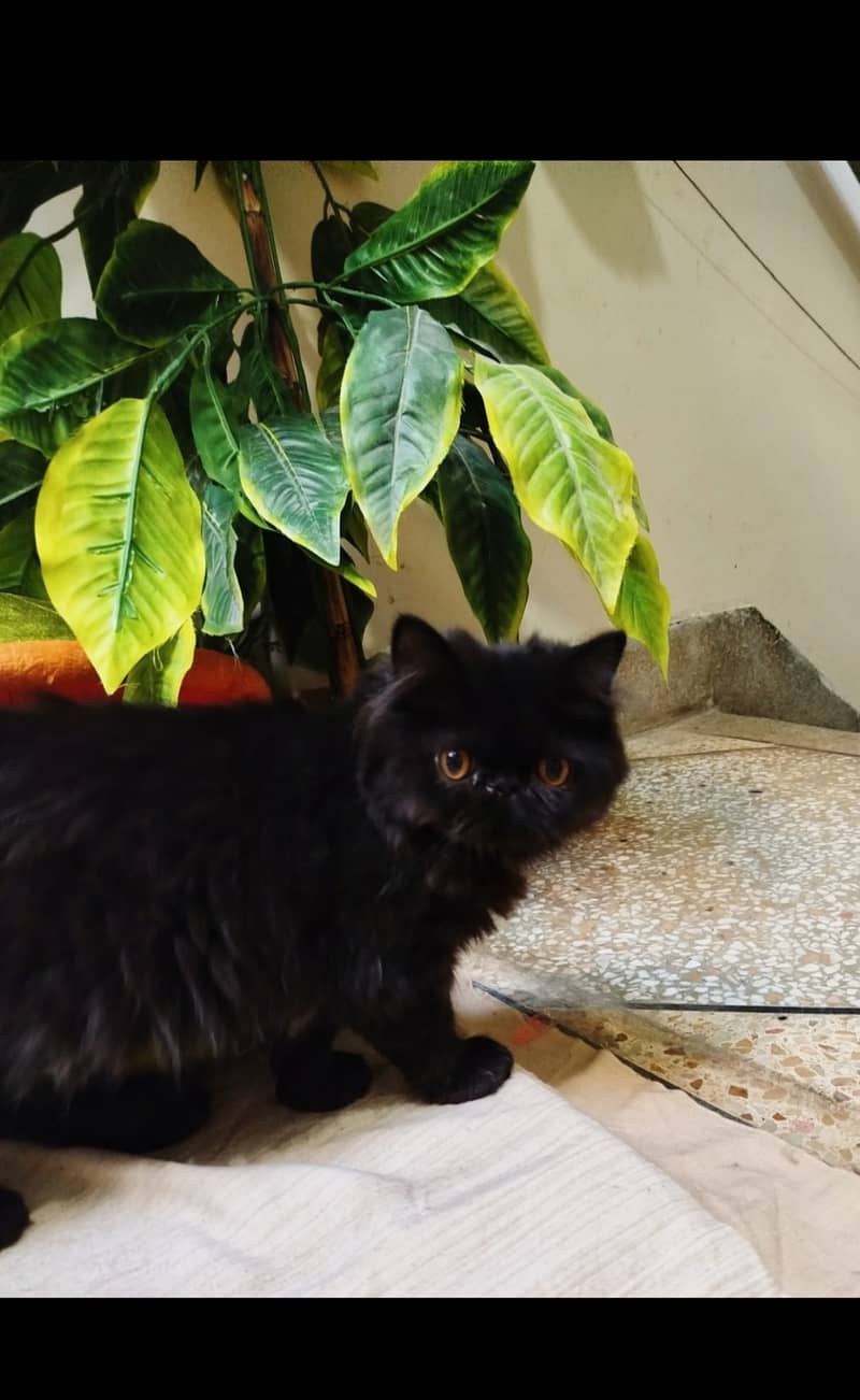 Peke faced, persian male kitten, black colored with white beard. . 1