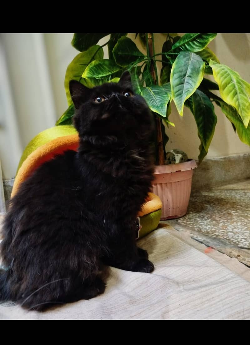 Peke faced, persian male kitten, black colored with white beard. . 2