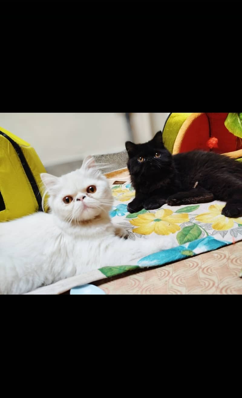 Peke faced, persian male kitten, black colored with white beard. . 3