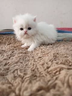 Persian kittens/long coat kittens /kitties/cat baby