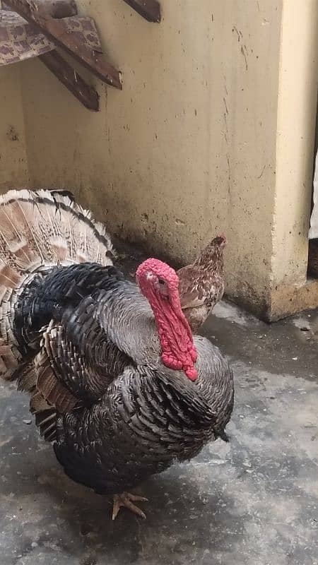 turkey pair 0