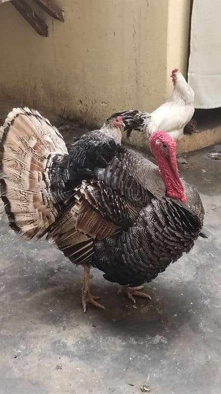 turkey pair 1