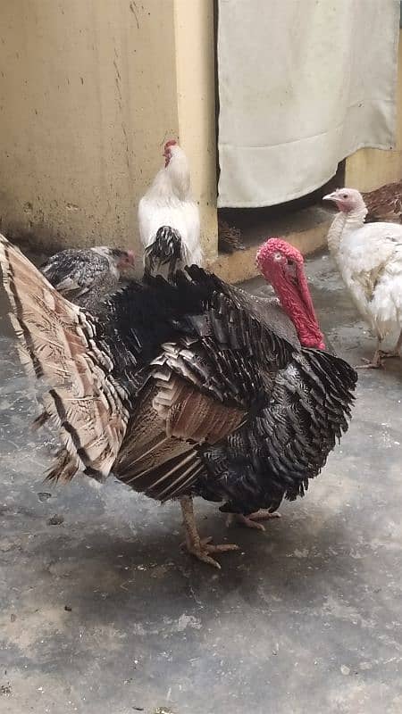 turkey pair 2