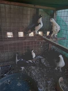 7 pigeons for sale