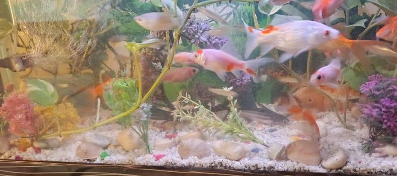 HOME DECOR FISH AQUARIUM 1