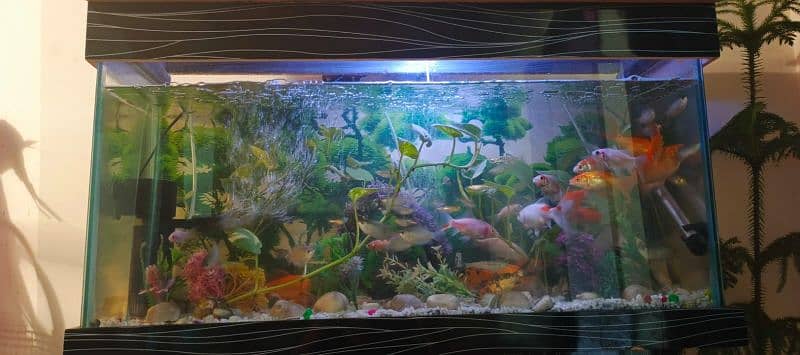 HOME DECOR FISH AQUARIUM 4