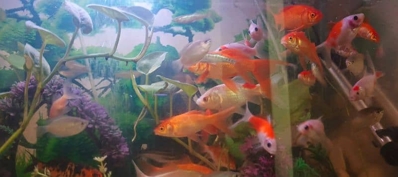 HOME DECOR FISH AQUARIUM 5