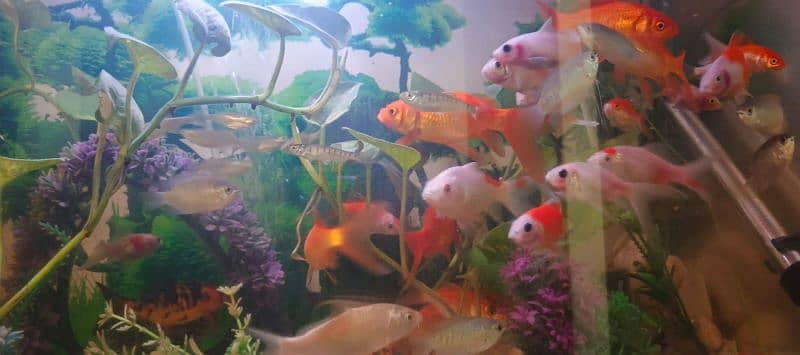 HOME DECOR FISH AQUARIUM 6