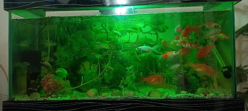 HOME DECOR FISH AQUARIUM 9