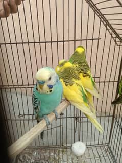 budgie