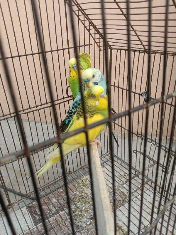 budgie for sale wonder colour 1