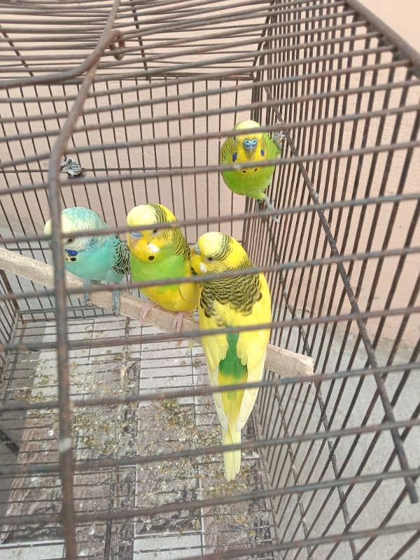 budgie for sale wonder colour 2