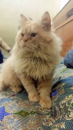 Persian cat male, washroom Trend