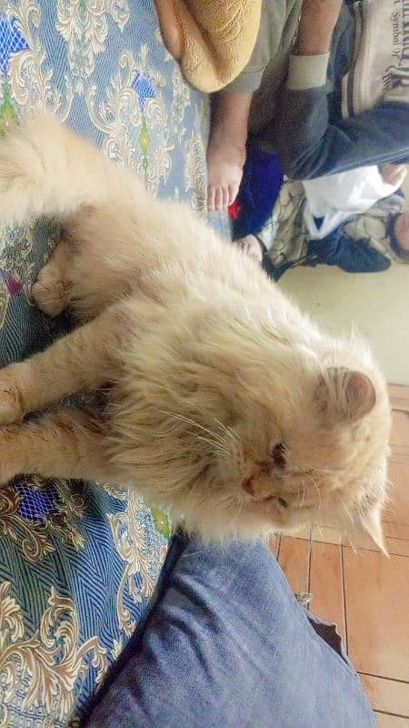 Persian cat male, washroom Trend 2