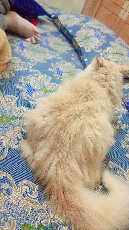 Persian cat male, washroom Trend 6