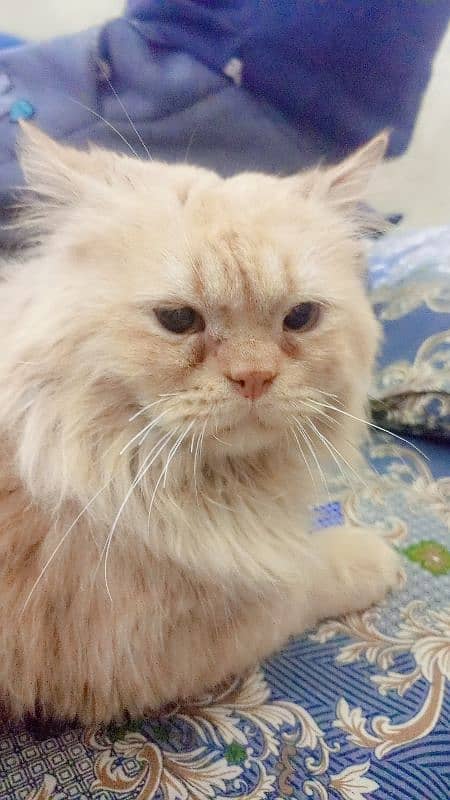 Persian cat male, washroom Trend 7