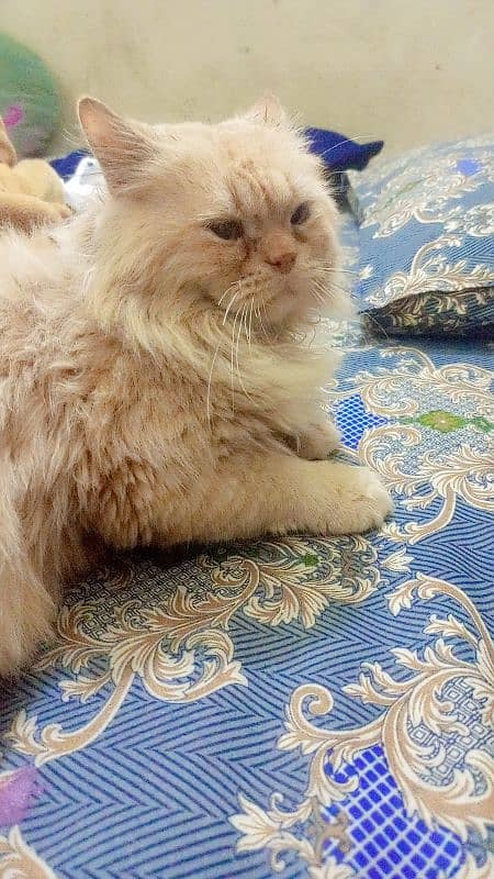 Persian cat male, washroom Trend 8