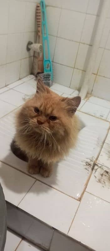 Persian cat male, washroom Trend 9