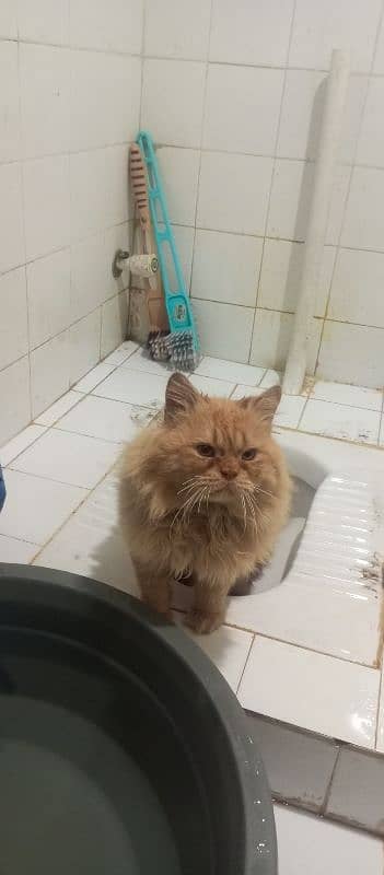 Persian cat male, washroom Trend 10