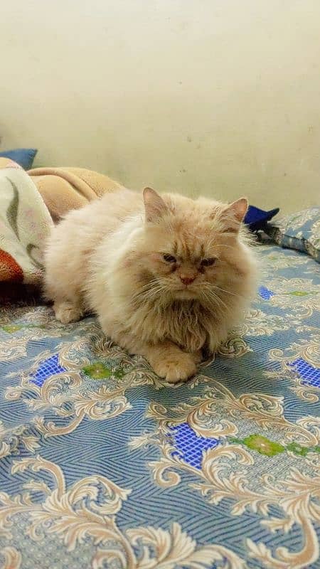 Persian cat male, washroom Trend 11