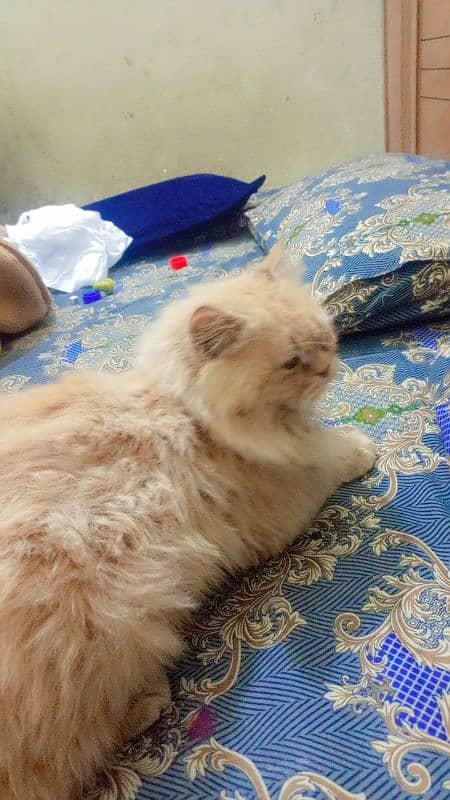 Persian cat male, washroom Trend 12