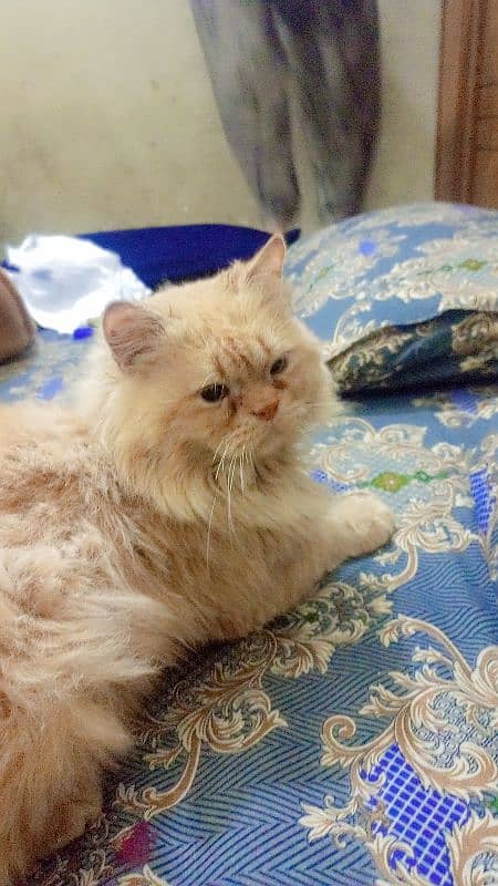 Persian cat male, washroom Trend 13