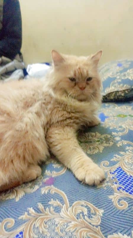 Persian cat male, washroom Trend 14