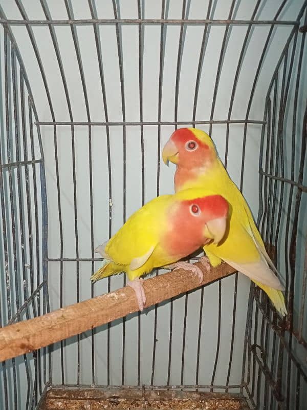 Love birds 1