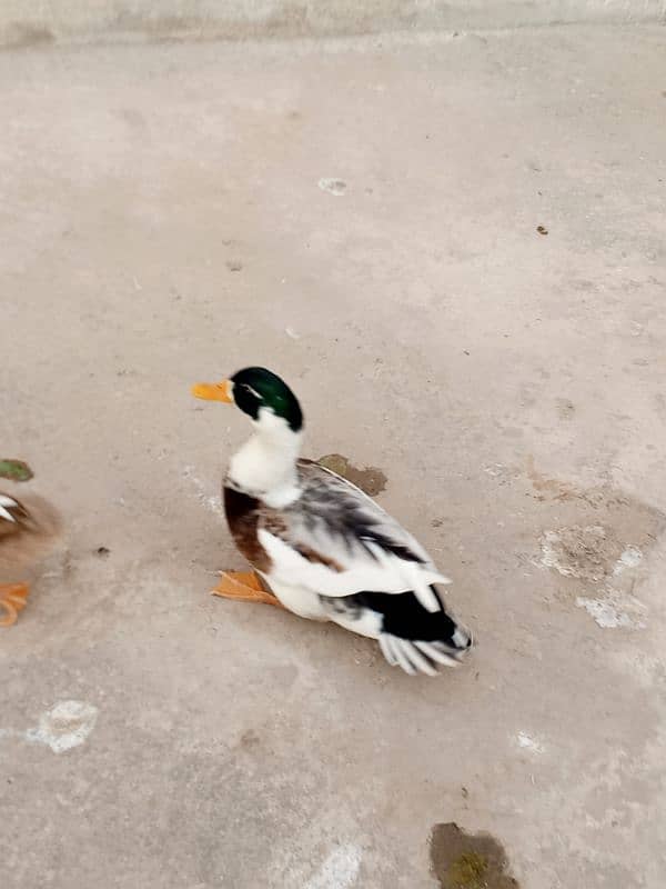 Duck for sale 1