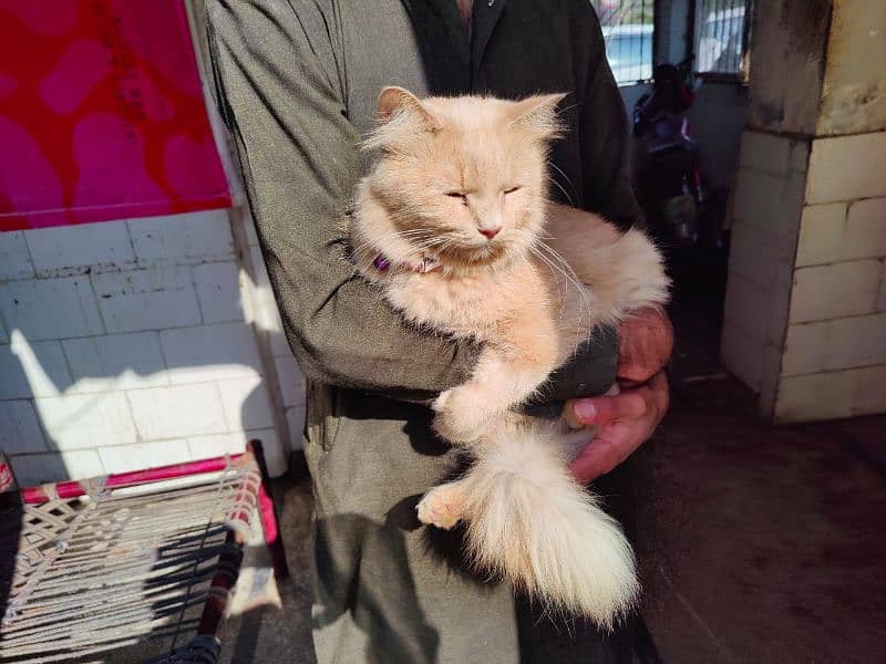 Persian Cat double Coute 3