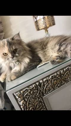 I'm selling my beautiful Persian cat