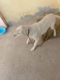 Lebra dog for sale